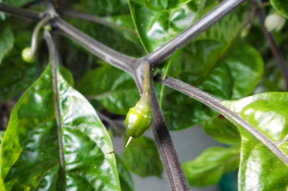 OL_fruit-developing-2.jpg
