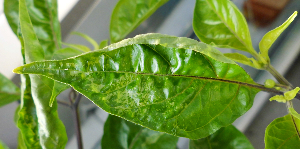 OL_leaf-sparkled-macro2.jpg