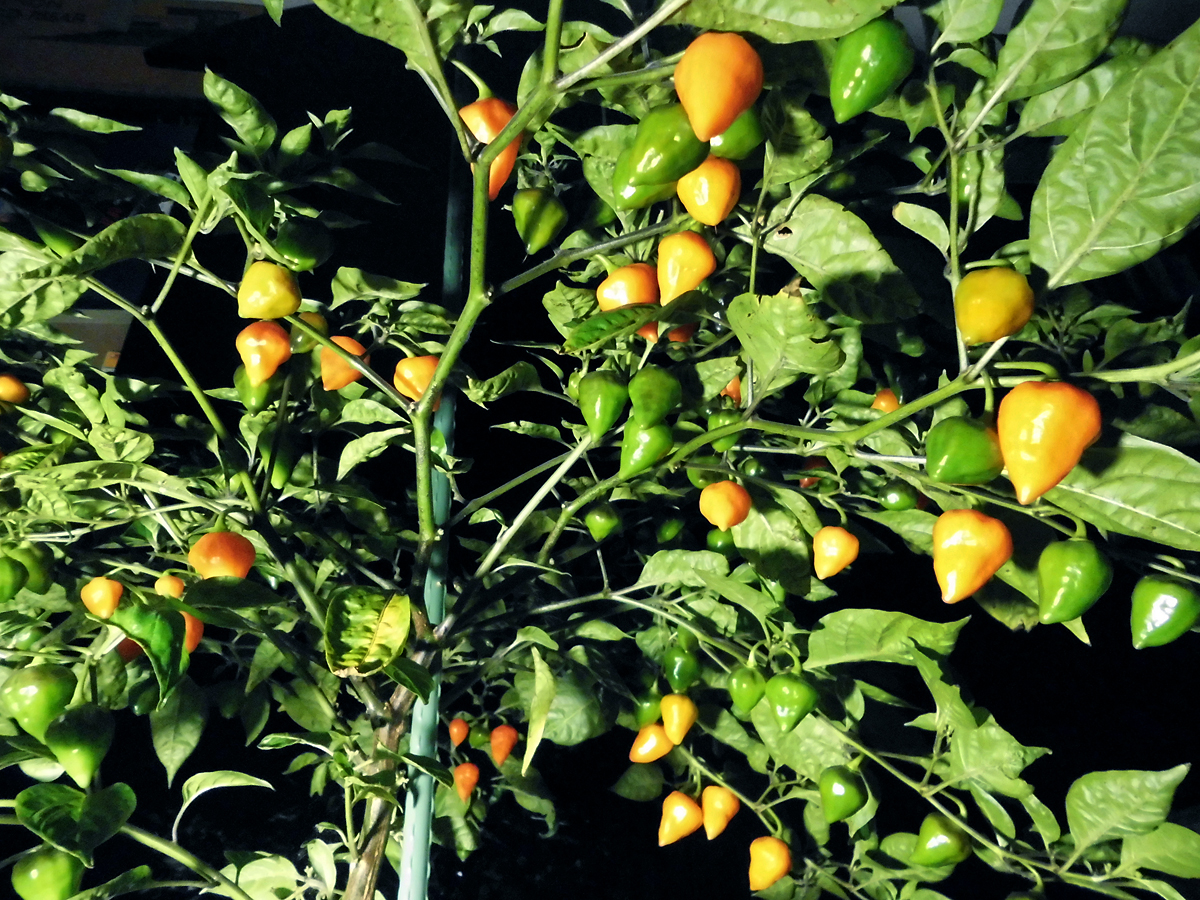 OL_ripe-fruits-1.jpg