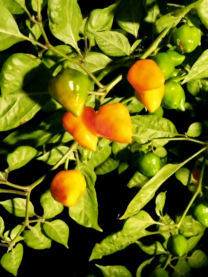 OL_some-ripe.jpg