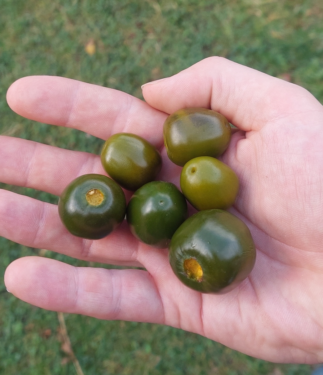 Olive_Mini_Hand.jpg