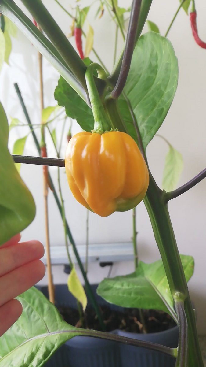 opa chili.jpg