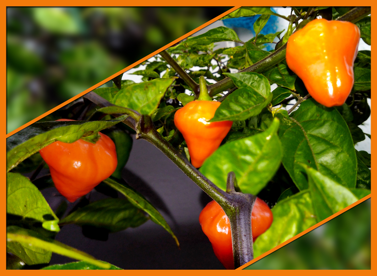 Orange_Lantern-ripe.jpg