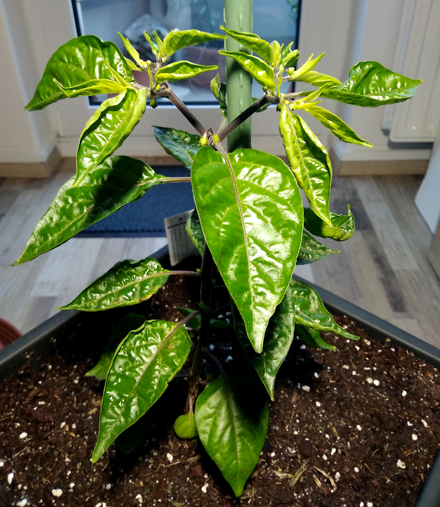 Orange_Lantern-total.jpg