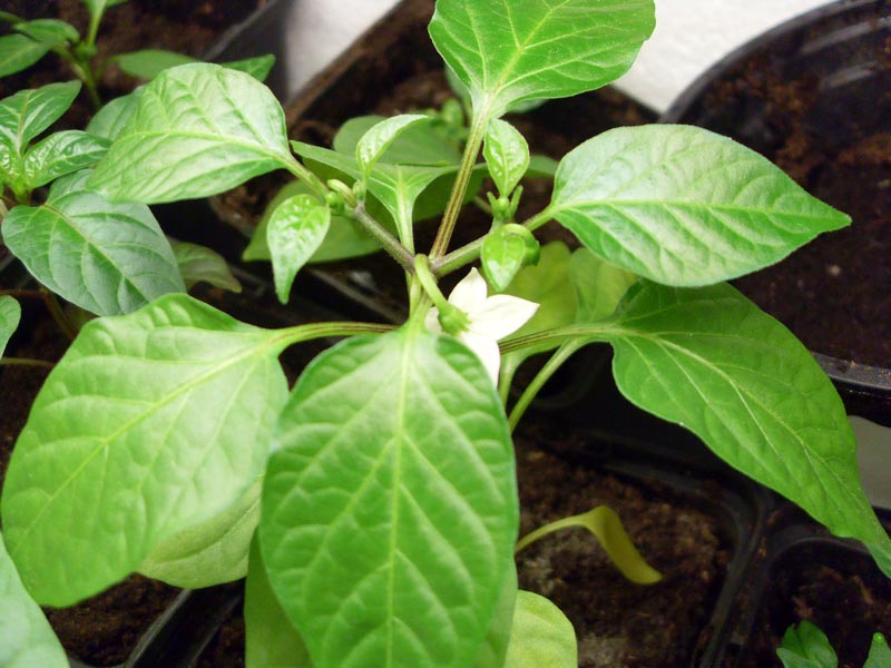 orange_pepper.jpg