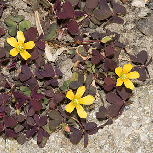 Oxalis.corniculata.JPG