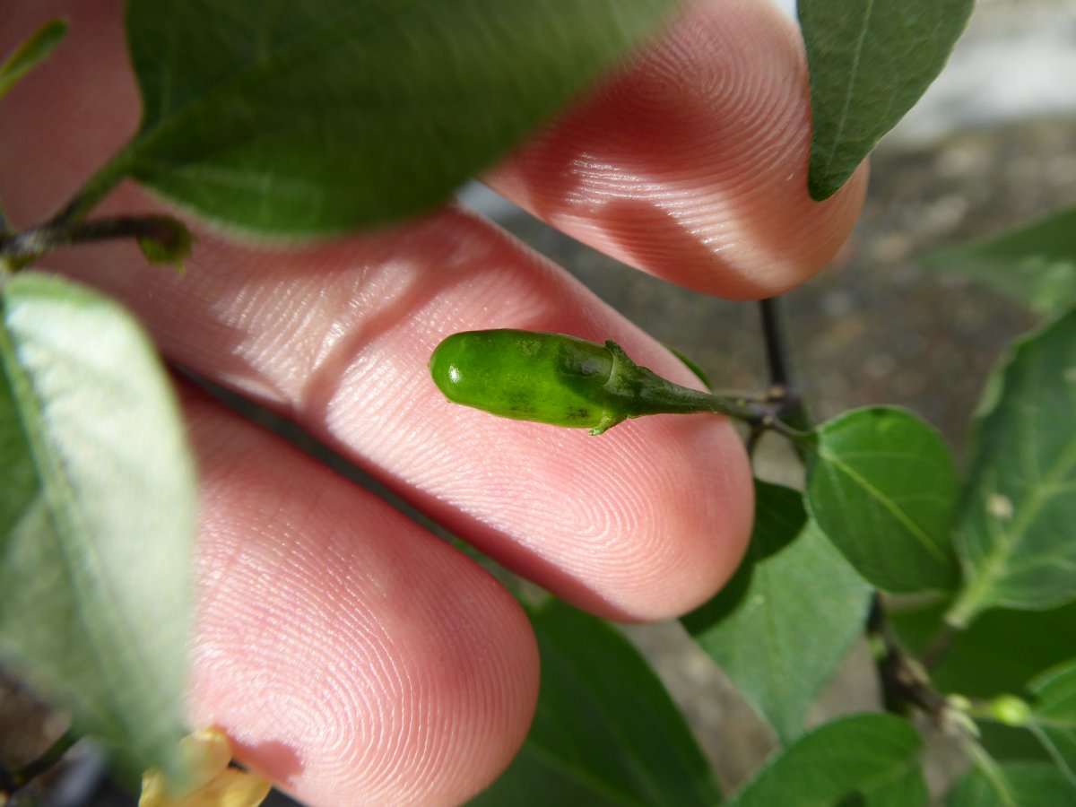 P1000029.JPG