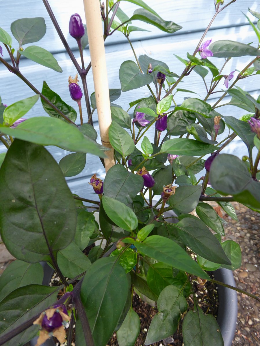 P1000044.jpg