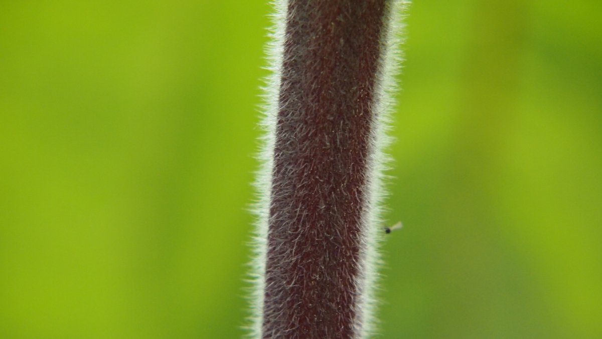P1010891.JPG