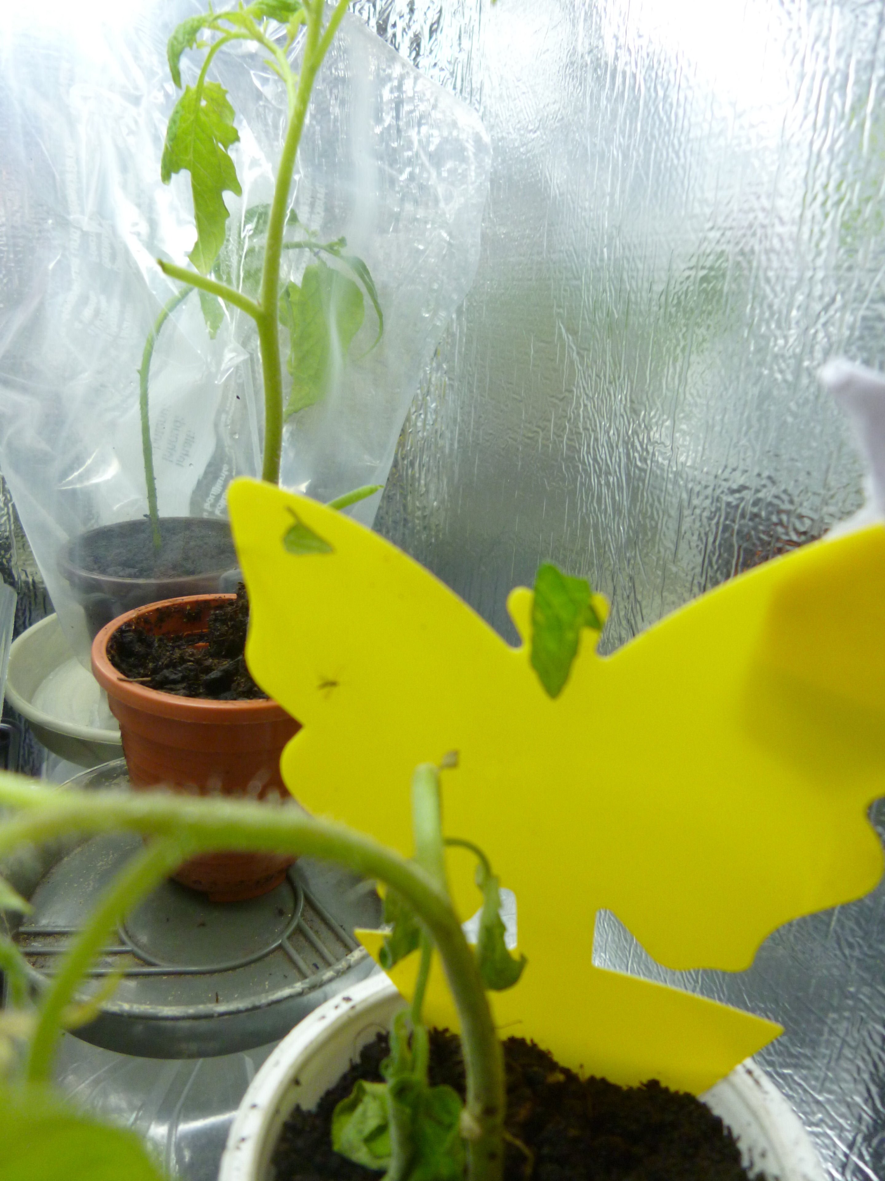 P1010984 a.jpg