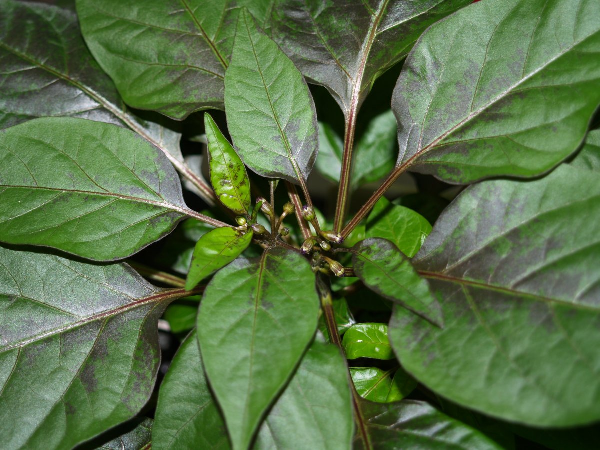 P1011590.JPG