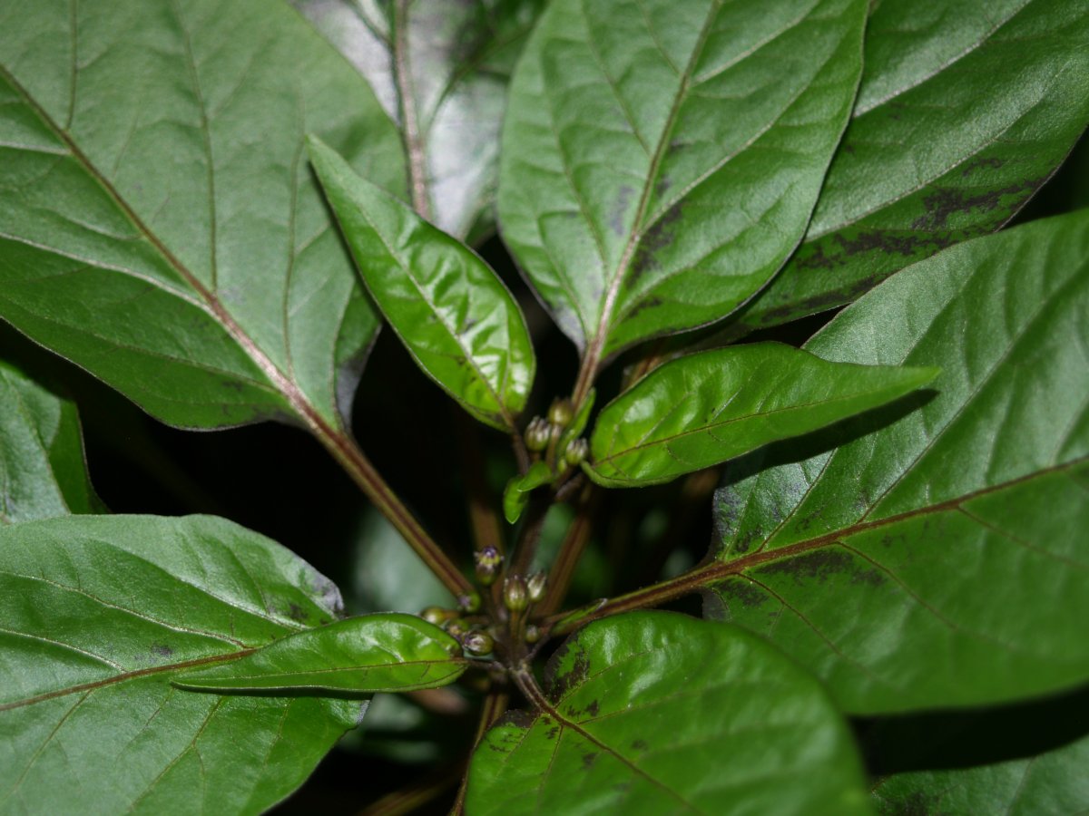 P1011591.JPG