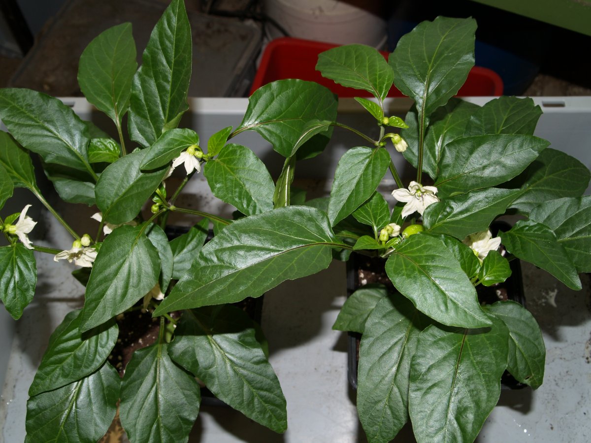 P1011647.JPG