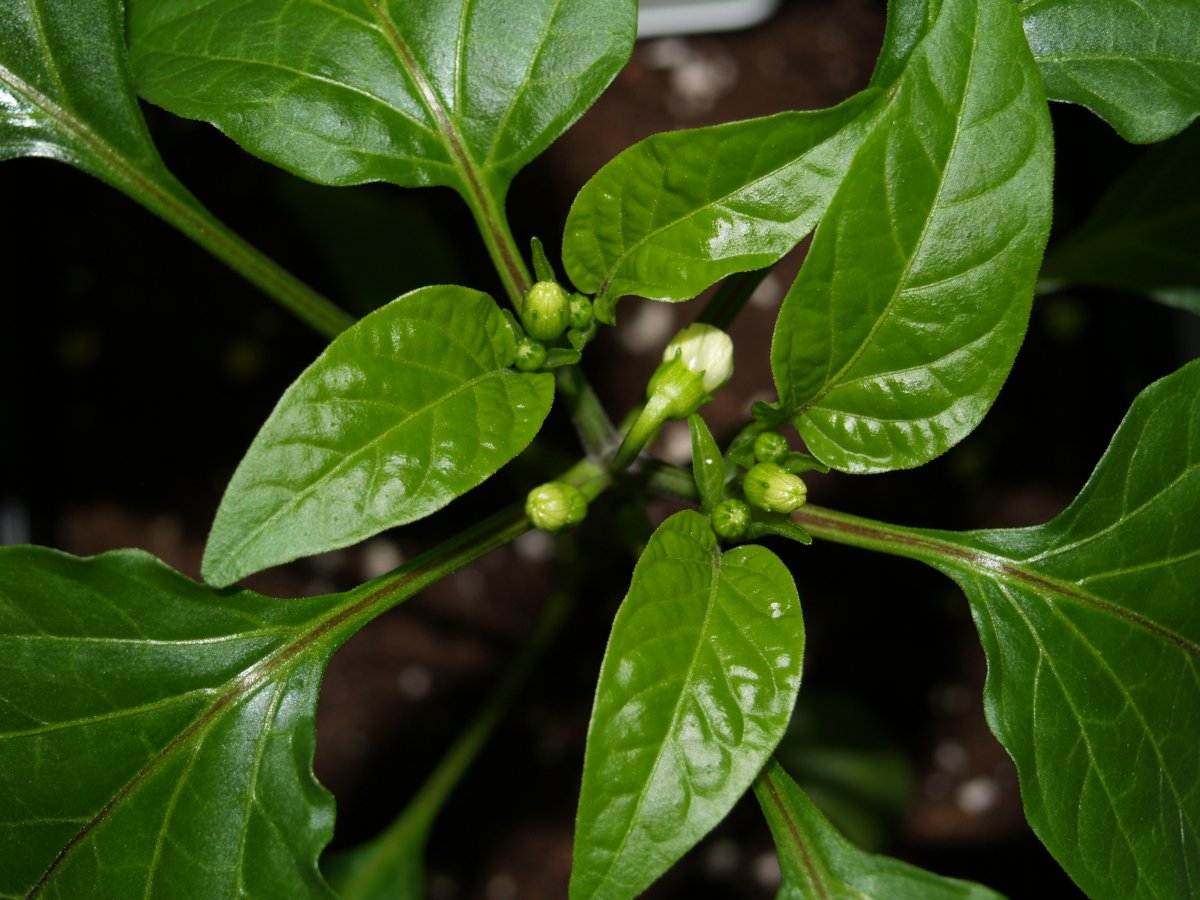P1011664.JPG