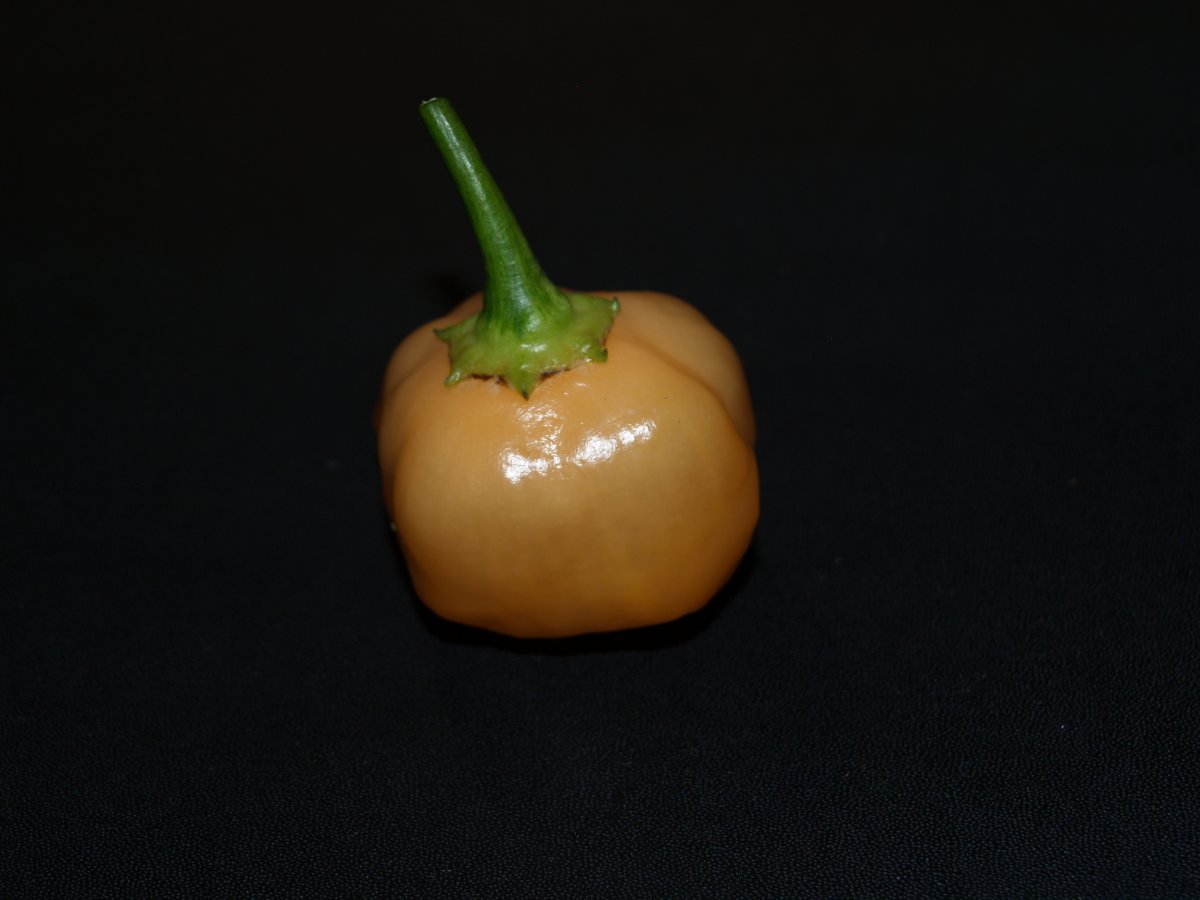 P1011737.JPG