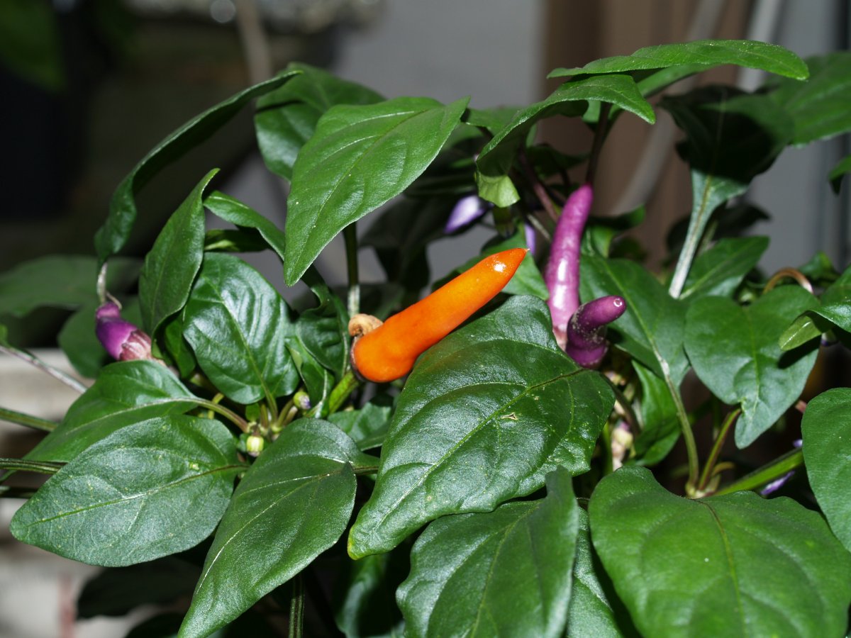 P1011824.JPG