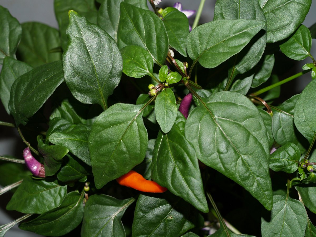 P1011825.JPG