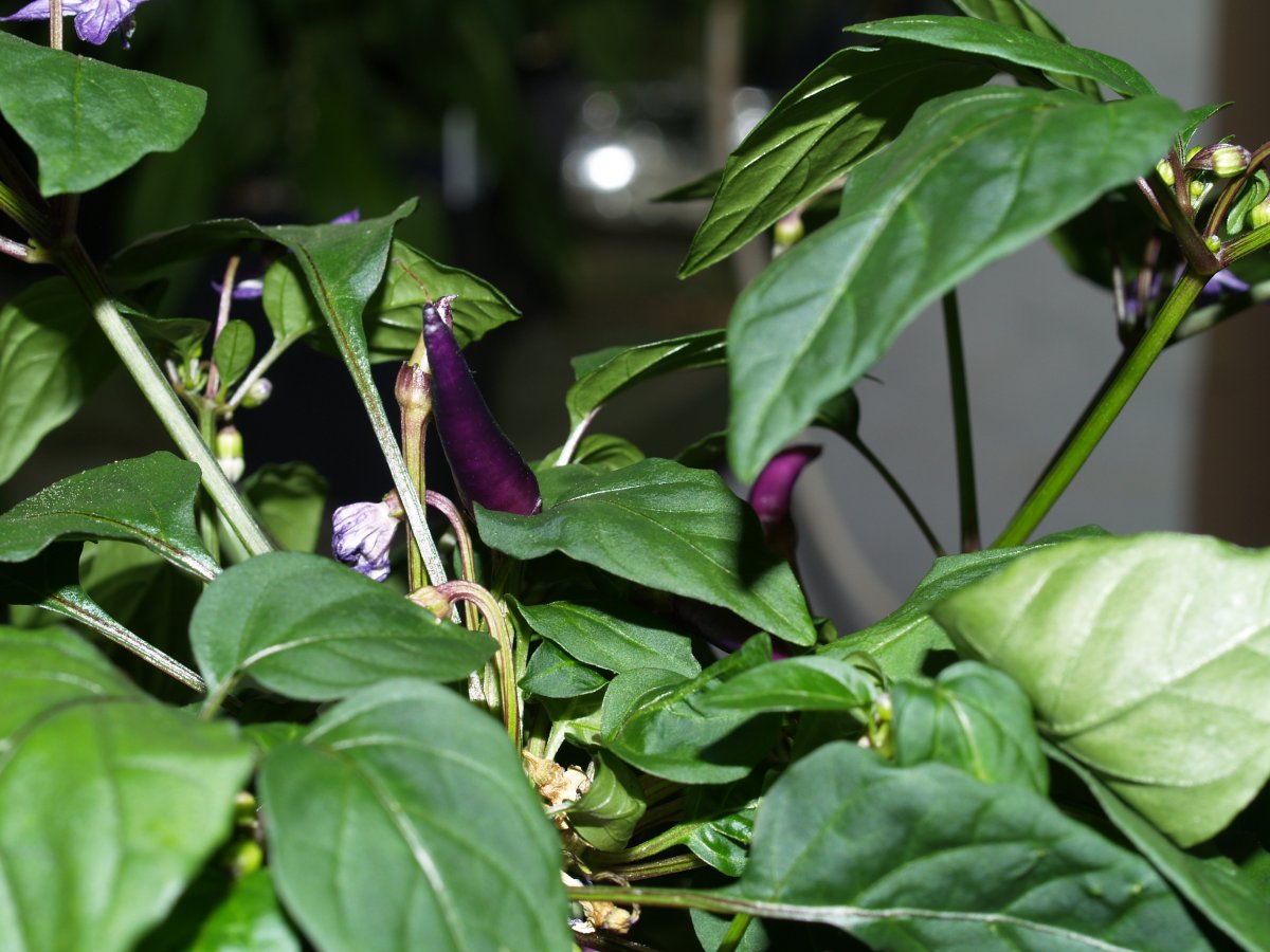 P1011827.JPG