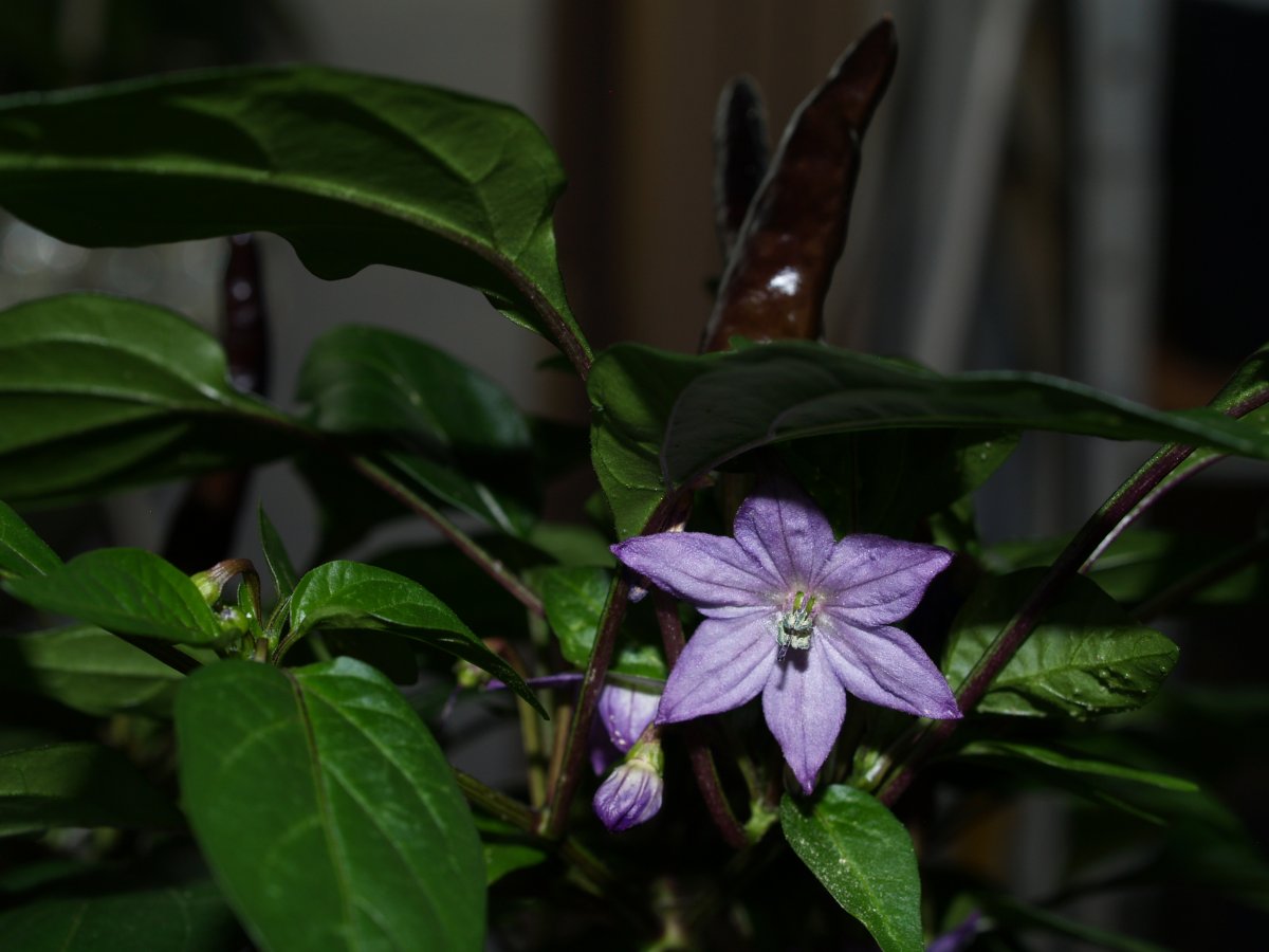 P1011829.JPG