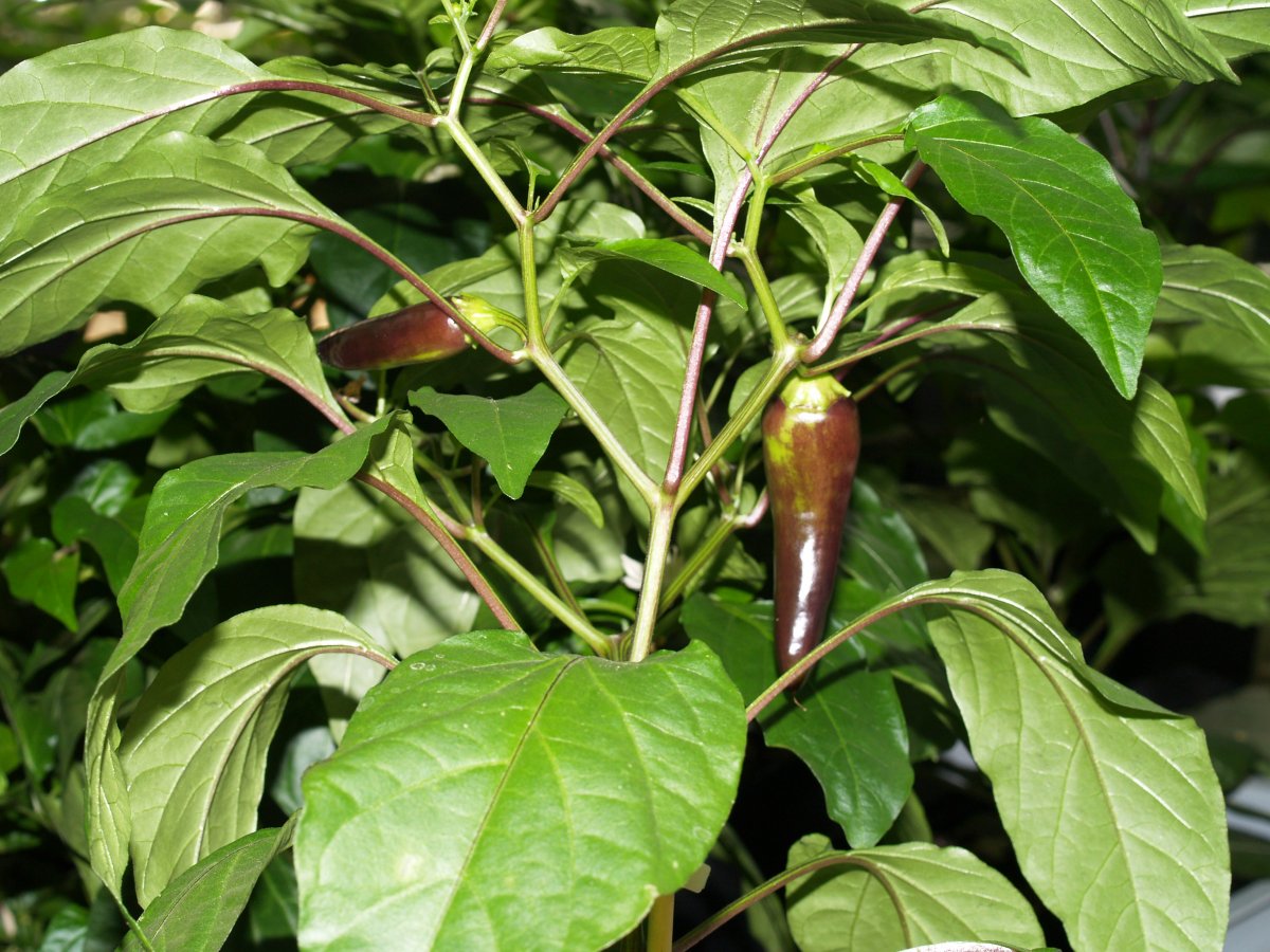 P1011841.JPG