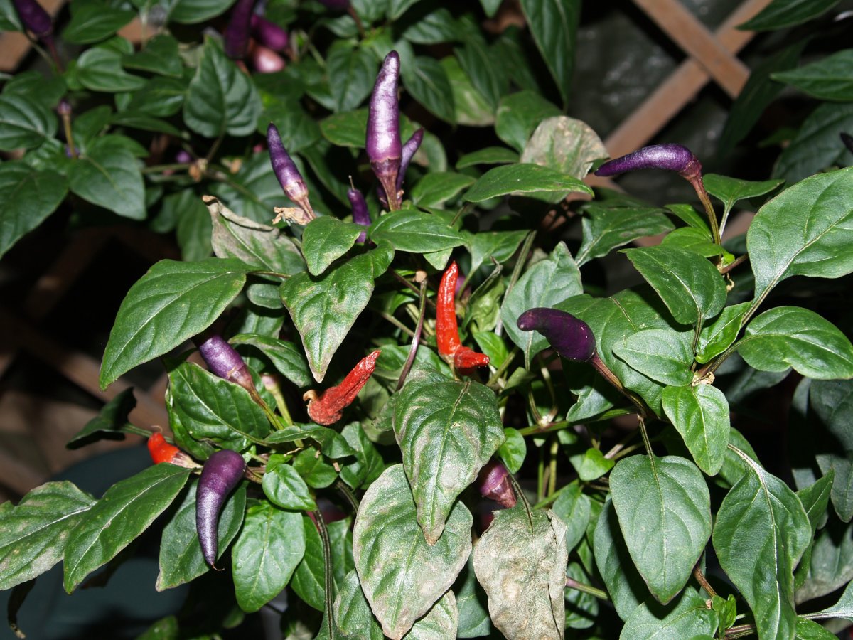 P1011886.JPG