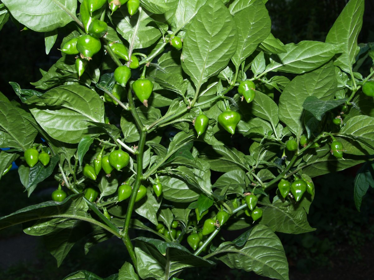 P1011895.JPG