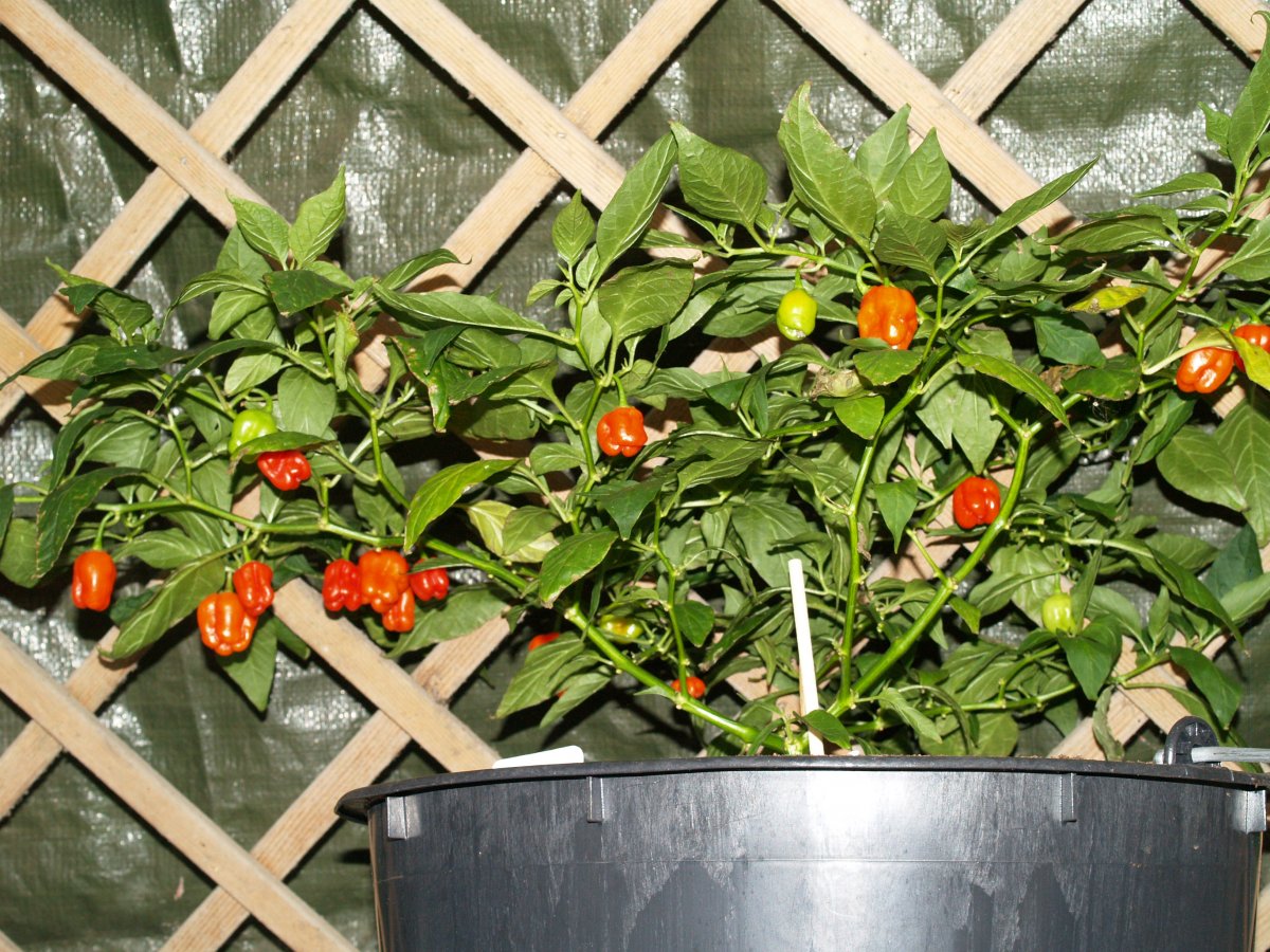 P1011945.JPG