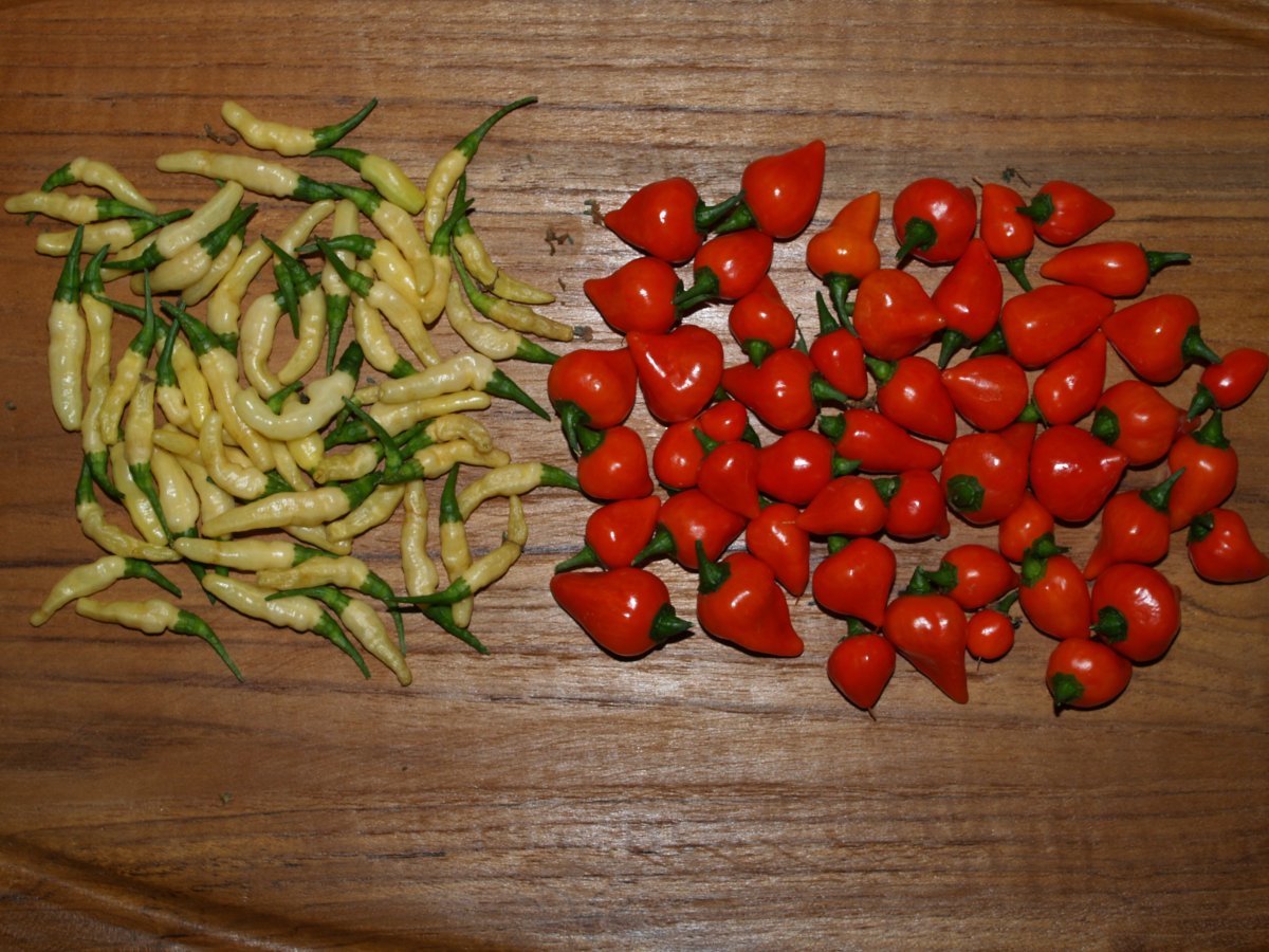 P1012035.JPG