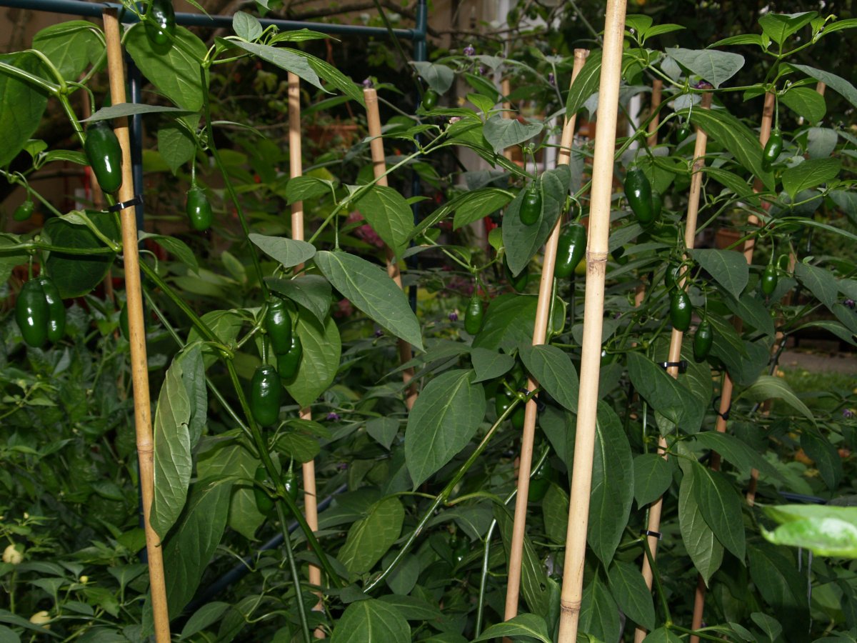 P1012262.JPG