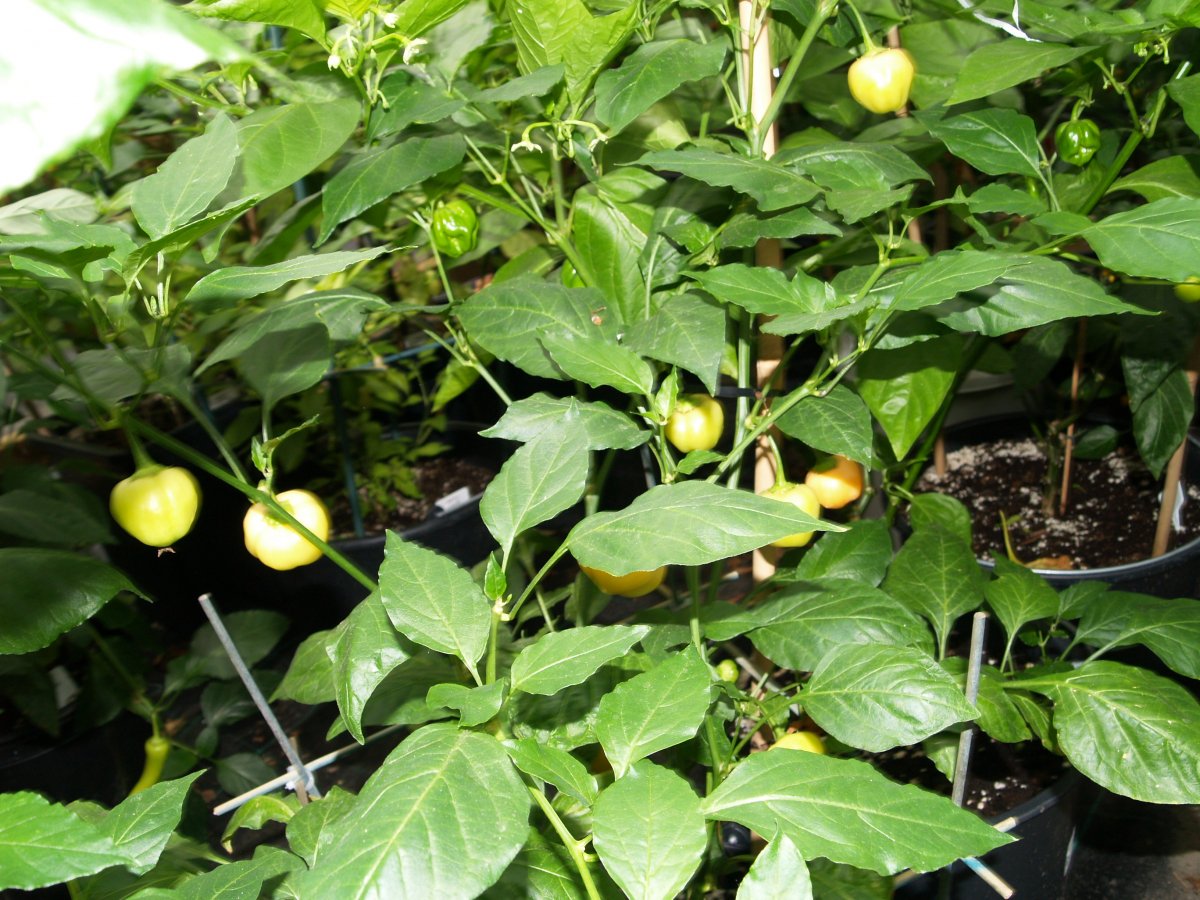 P1012308.JPG