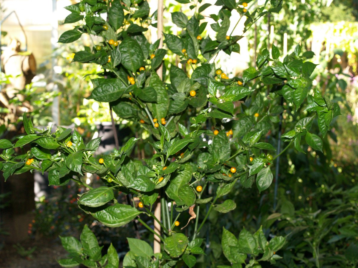 P1012419.JPG