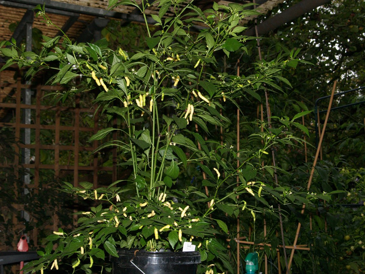 P1012442.JPG