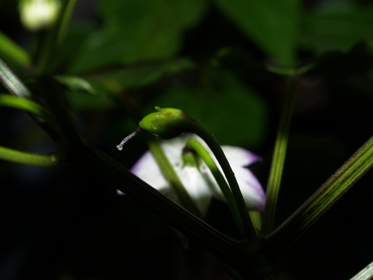 P1012702.JPG