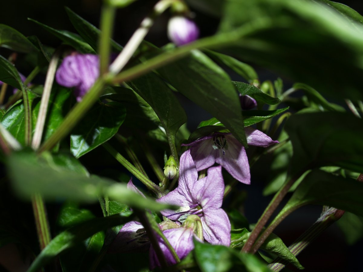 P1012946.JPG