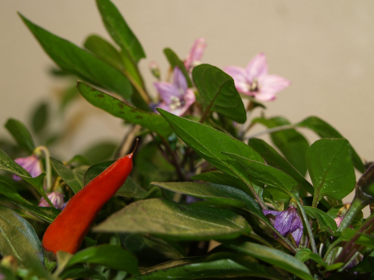 P1013142.JPG