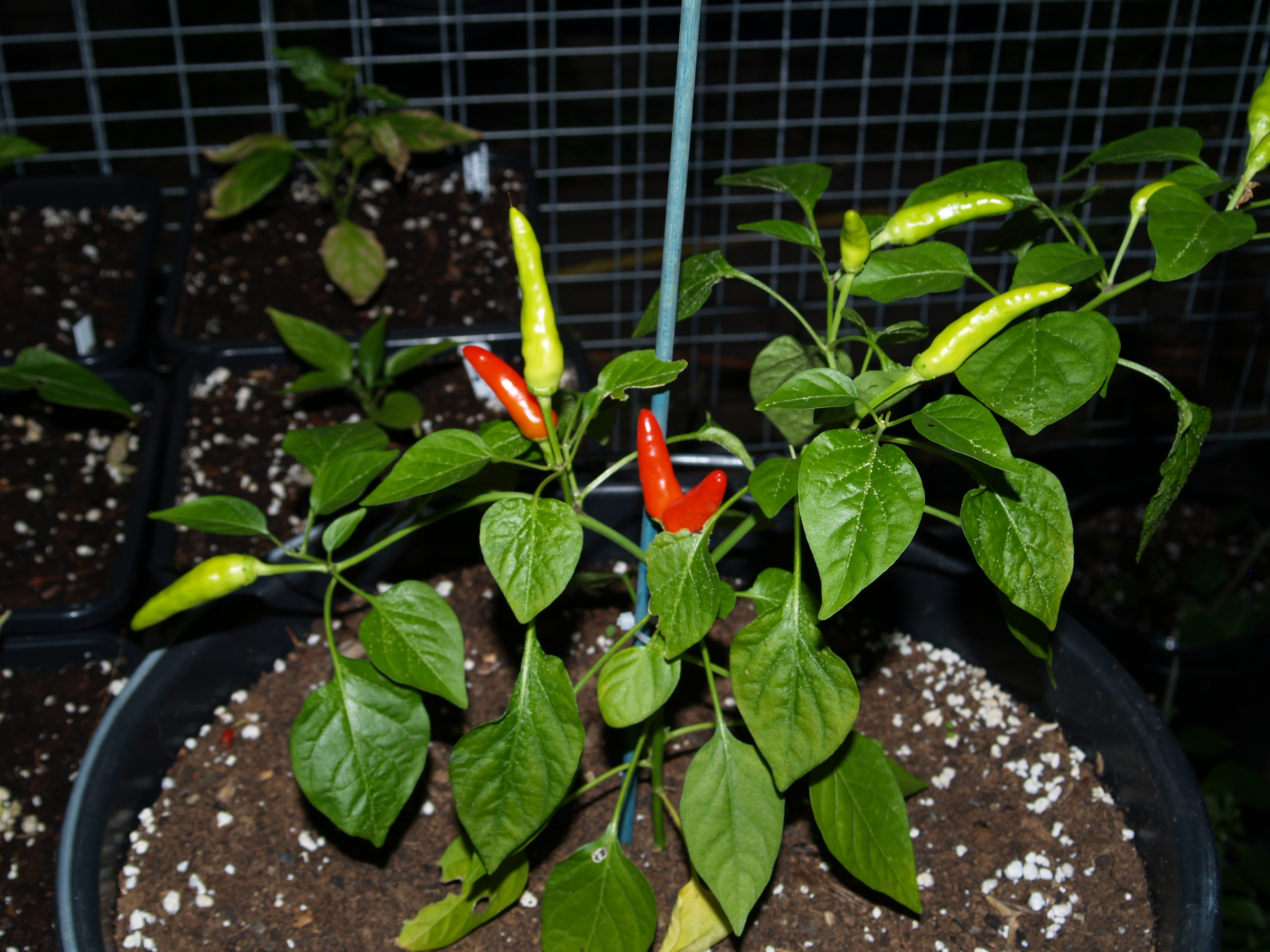 P1013313.JPG