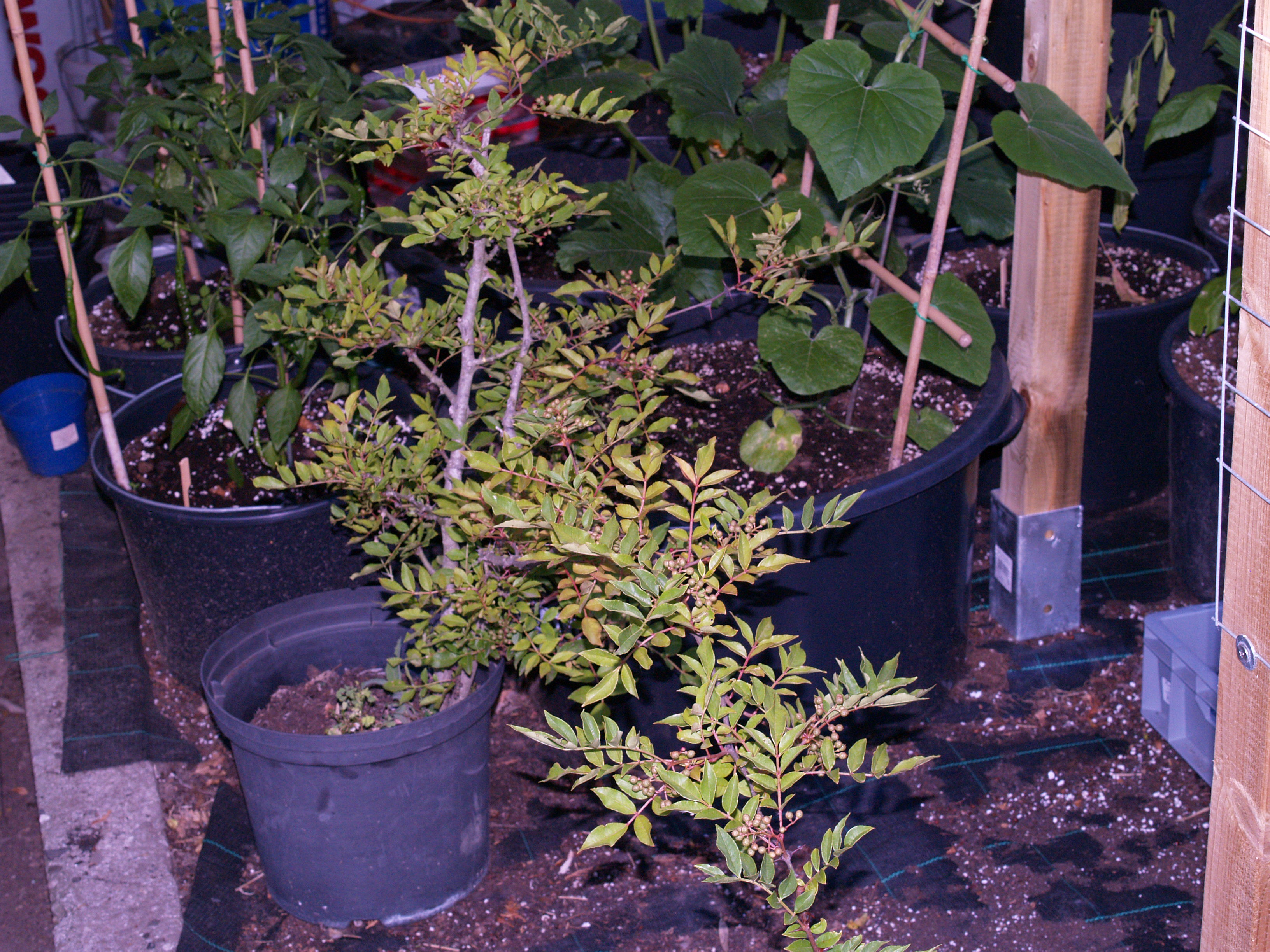 P1013361.JPG