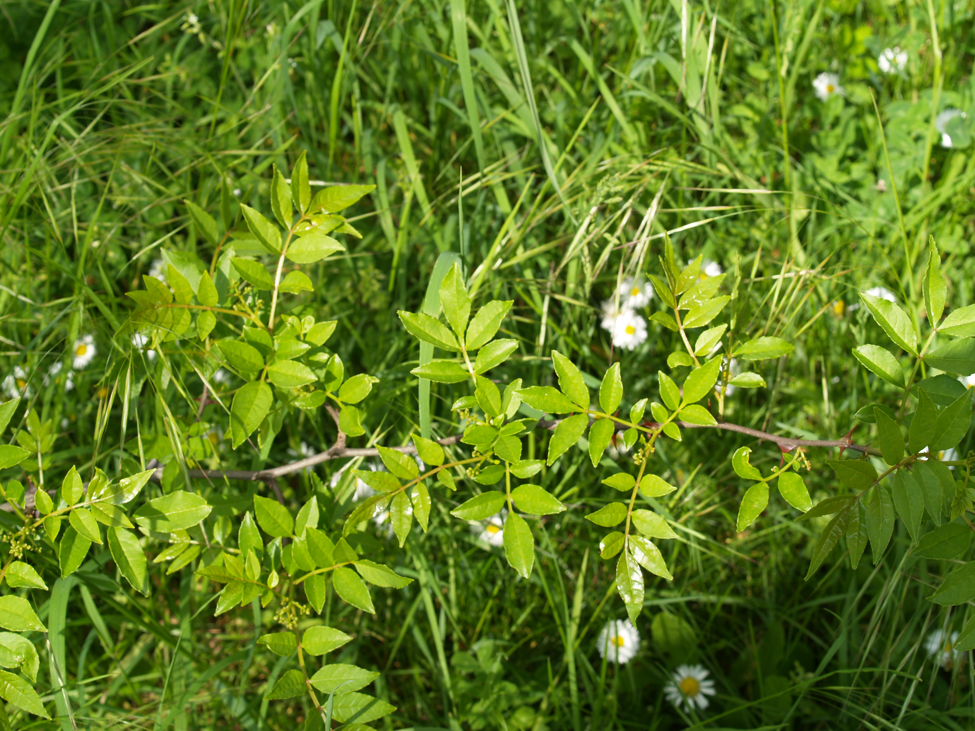 P1013425.JPG