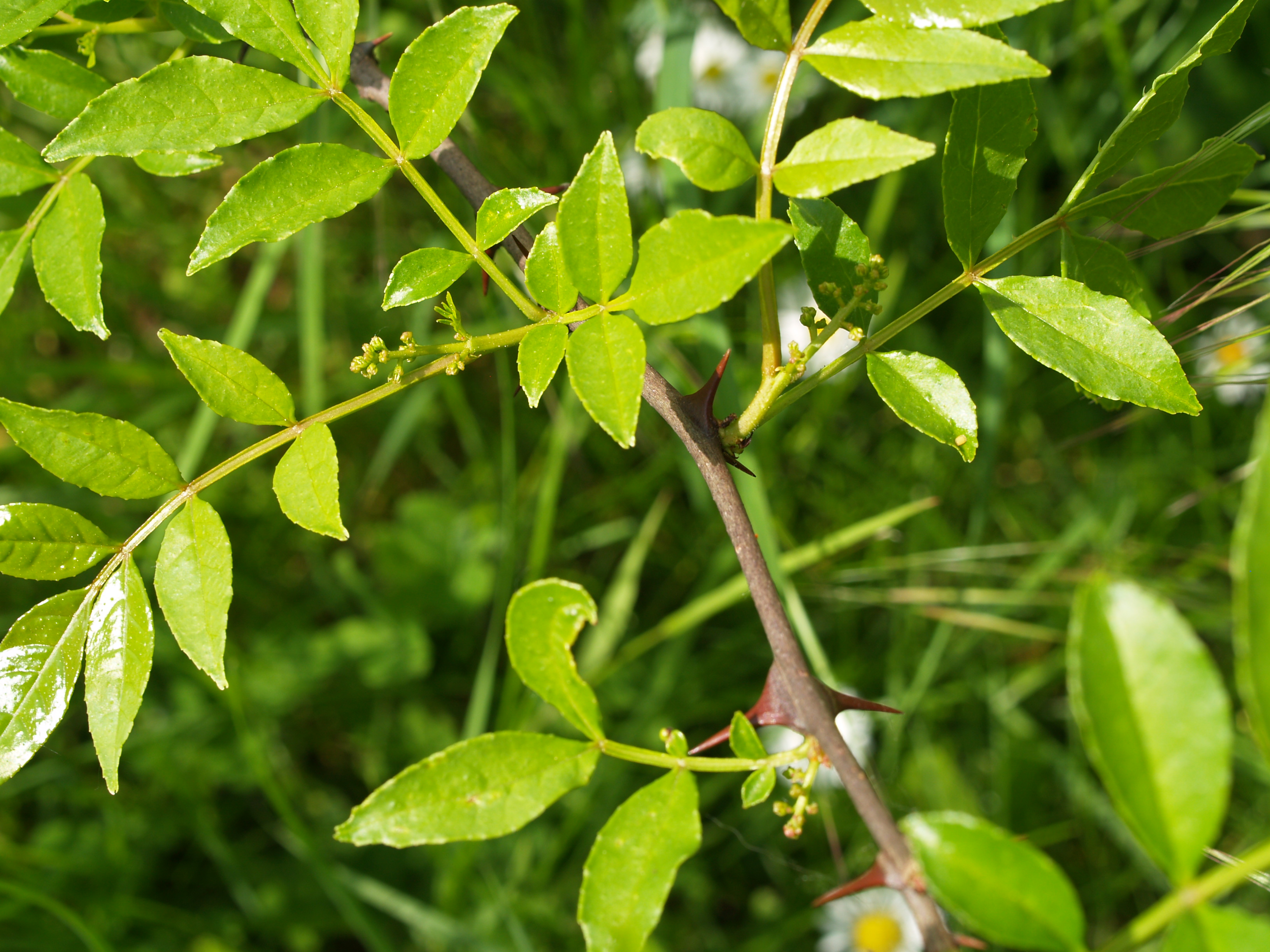 P1013426.JPG