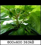 p1020874lzs10.jpg
