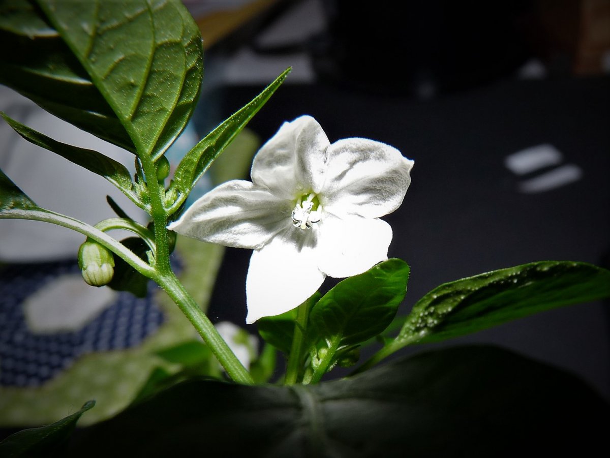 P1090126.JPG