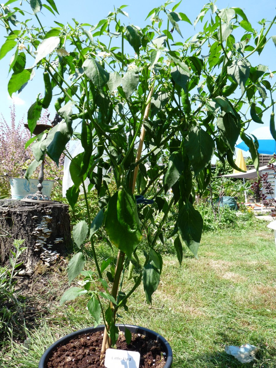 P1100037.JPG