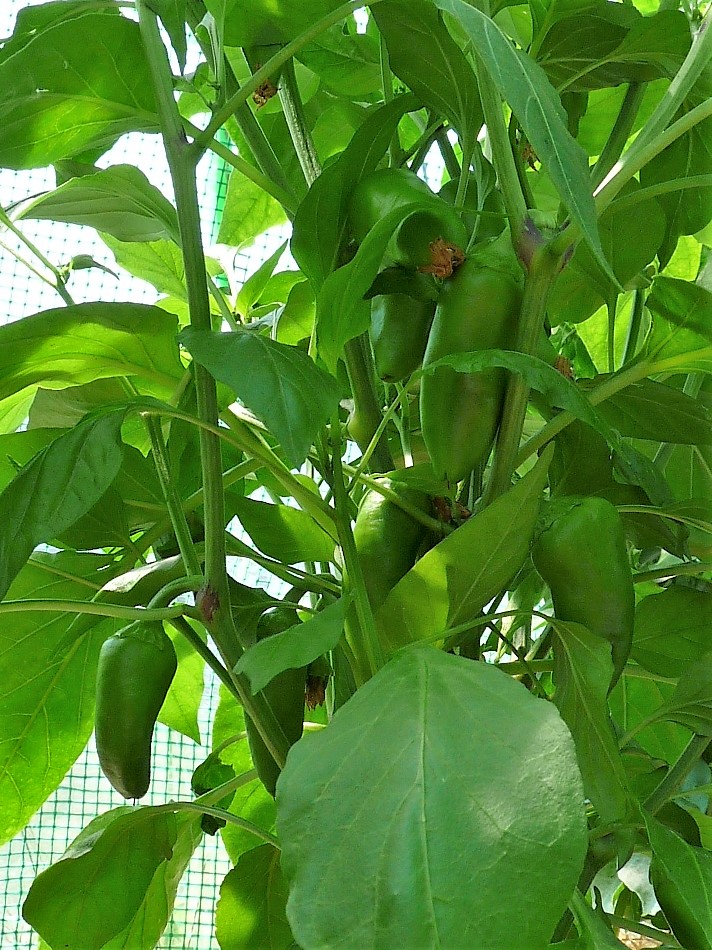 P1100042.JPG
