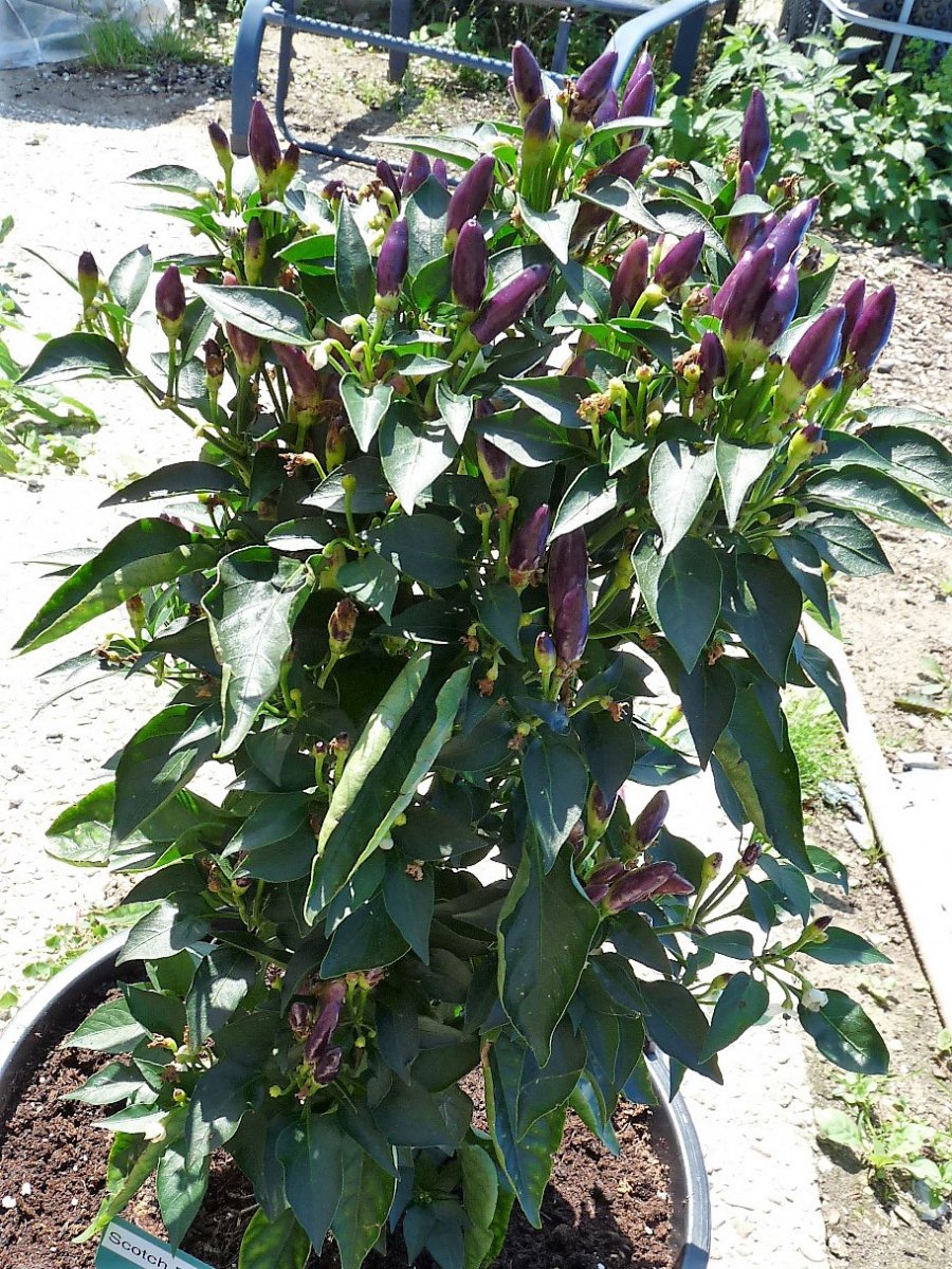 P1100057.JPG
