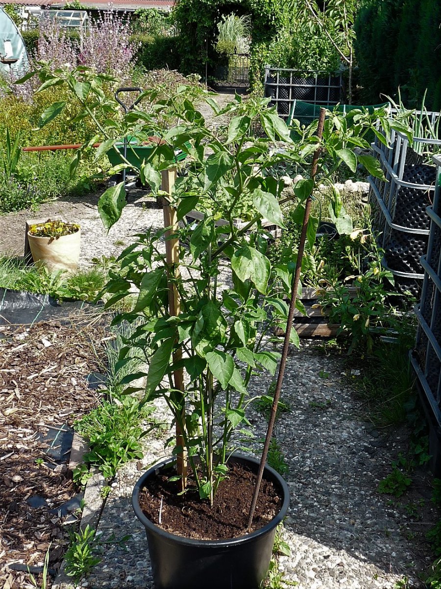P1100074.1.jpg