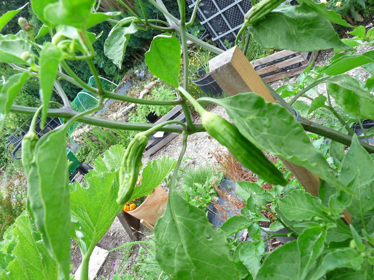 P1100114.JPG