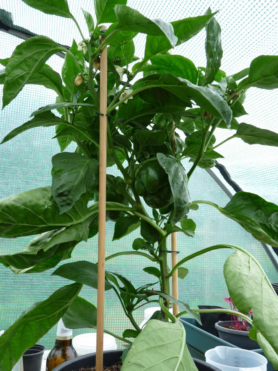 P1100131.JPG