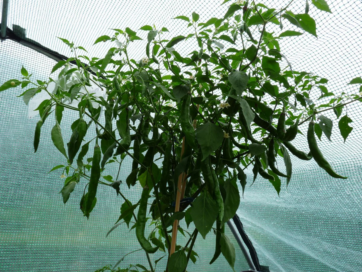 P1100132.JPG