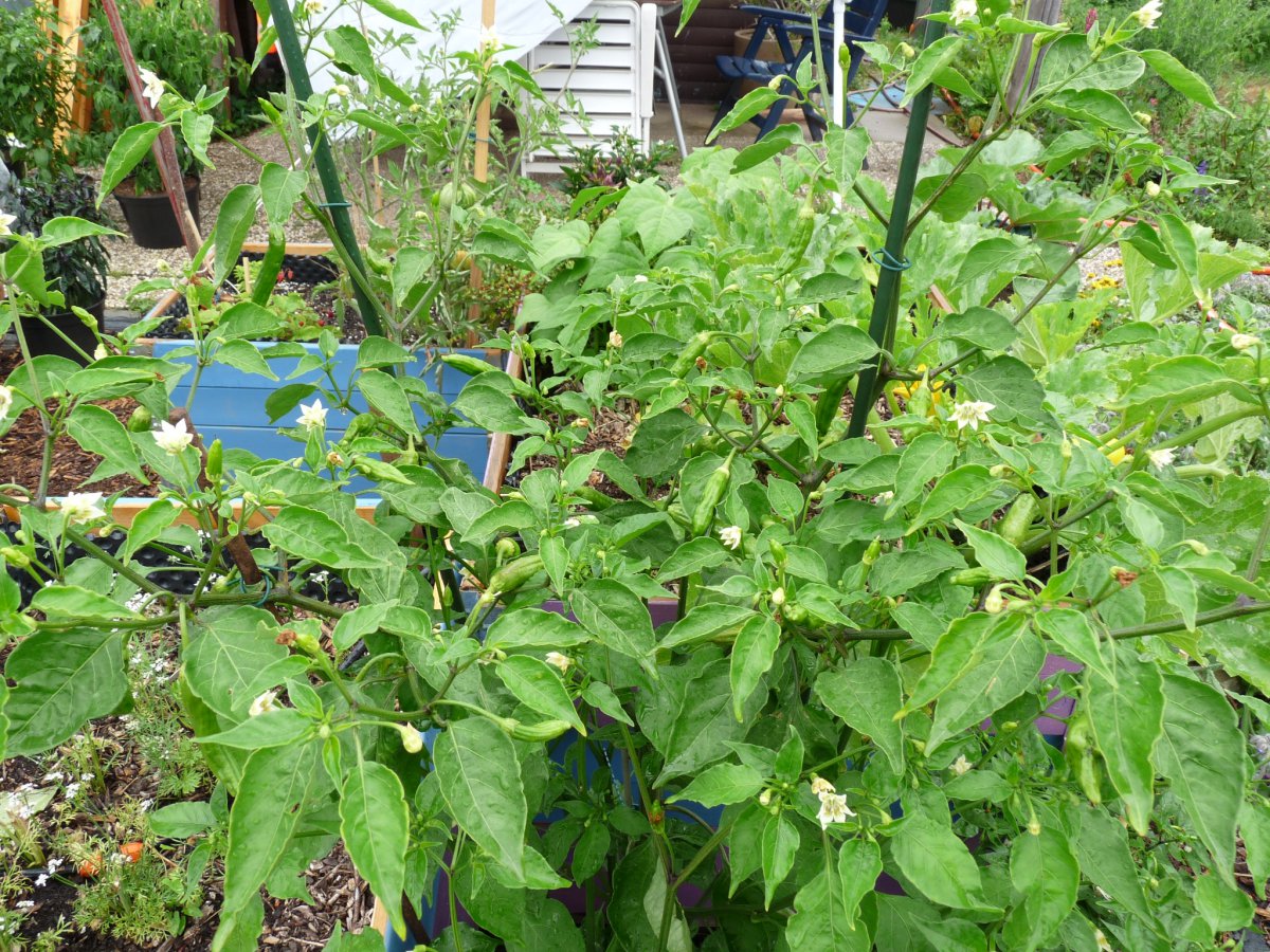 P1100138.JPG