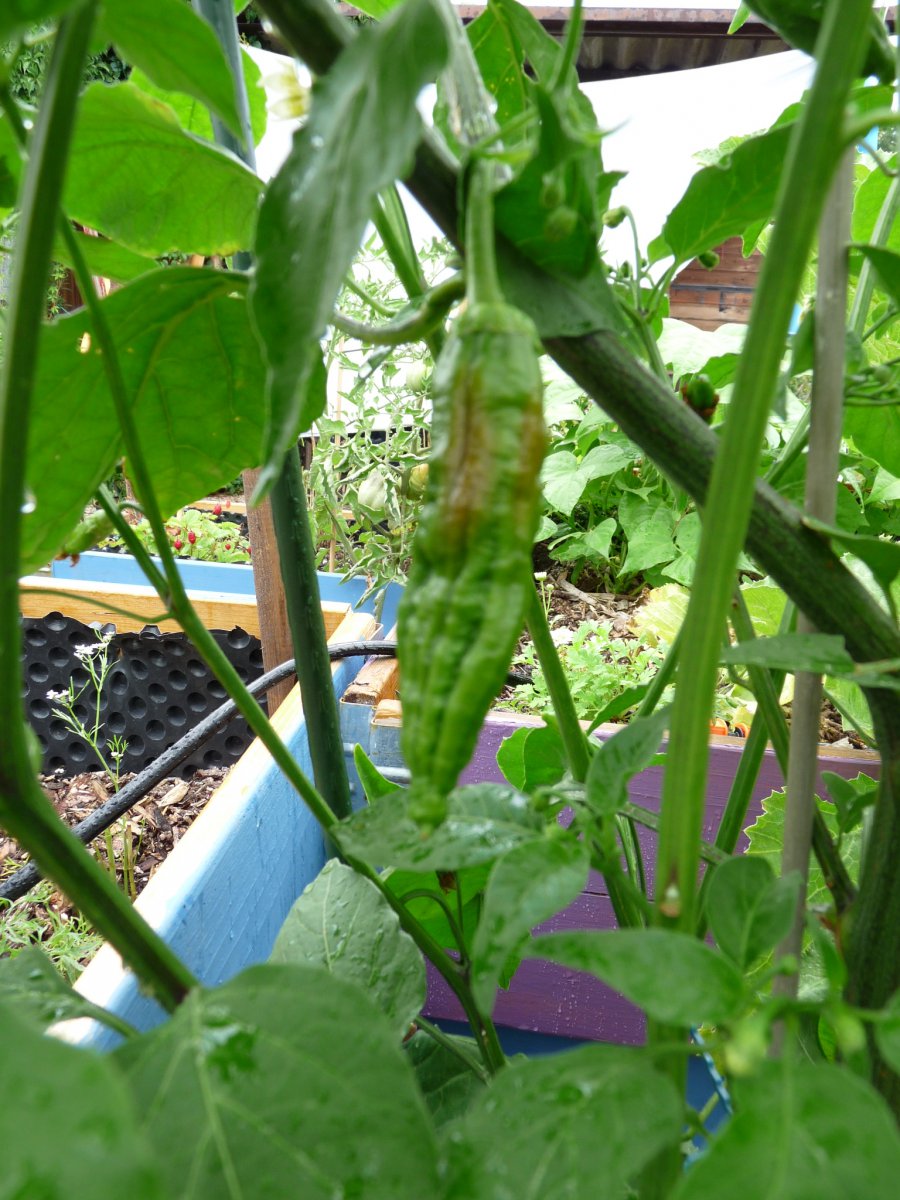 P1100139.JPG